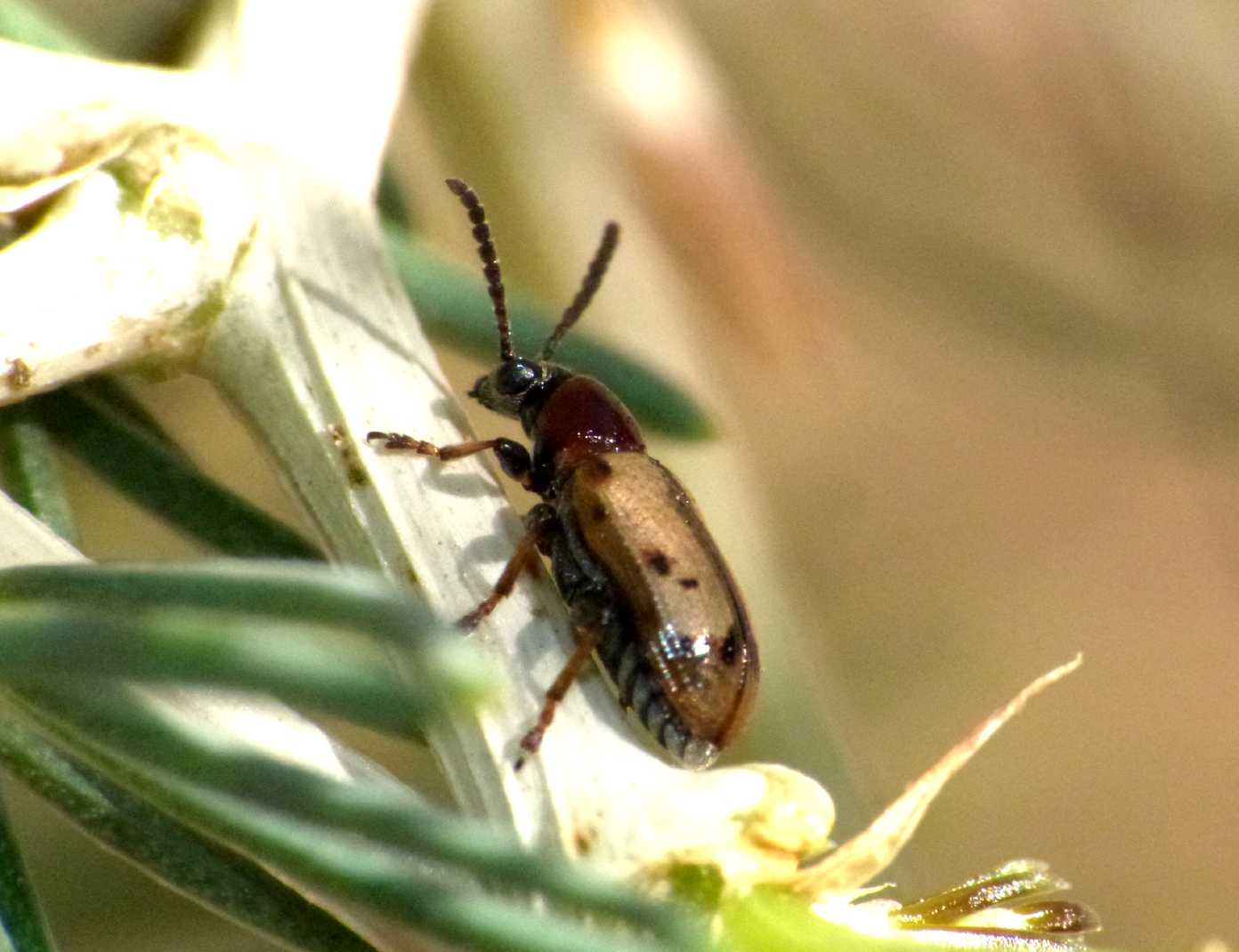 Crioceris paracenthesis e C. macilenta sulla stessa pianta
